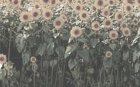 ��ϲ�g̫�(y��ng)�����ġ��]��