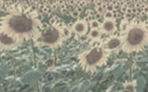 ̫ꖻ�-����