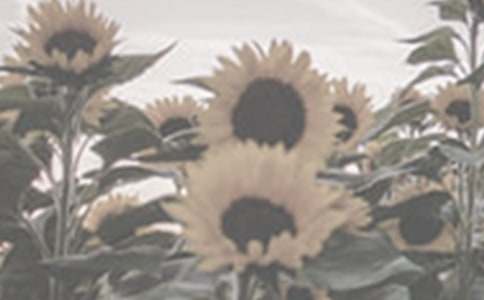 �茑̫ꖻ������ģ����x38ƪ��