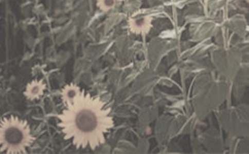 �茑̫�(y��ng)������