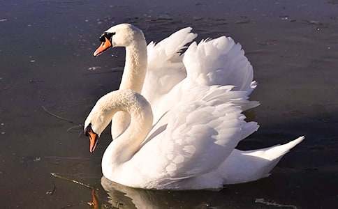 美麗的天鵝湖作文(通用72篇)