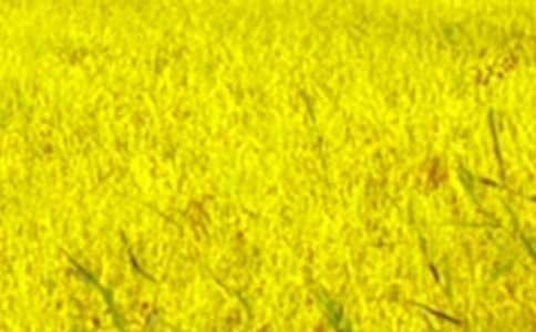 ��Ұ��ɫ���ģ����x56ƪ��