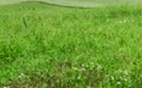 �����]����Ұ��ɫ����