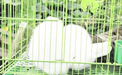 С���Ӳ�Ģ���Ĺ�������