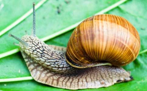 描寫蝸牛的作文(精選26篇)