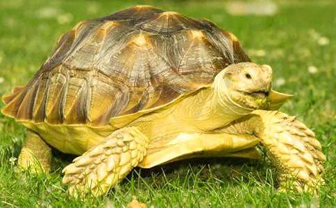 �ɐ۵�С����_�茑����?sh��)�С�W(xu��)������600��