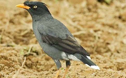 ���f��ˮ�Ć�ʾ���ģ�ͨ��29ƪ��