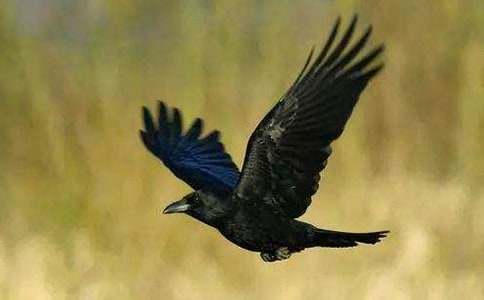 �����Ğ��f�����ķ���