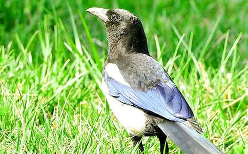 �茑ϲ�o�����ģ����x40ƪ��