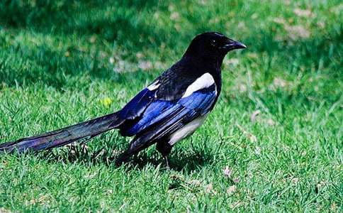 ϲ�o����400�֣����x36ƪ��