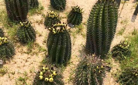 �����ƵĆ�ʾ���ġ�����