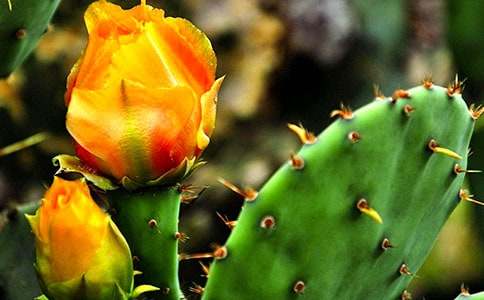 �茑�����Ƶ�������ƪ