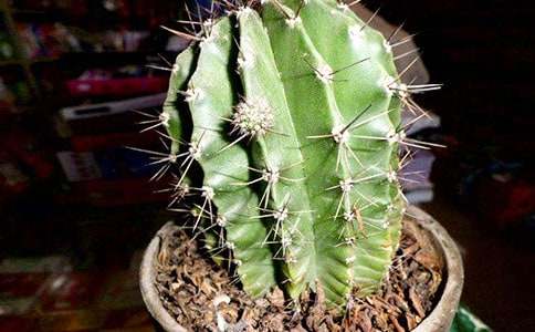 �茑�����Ƶ����ģ����x35ƪ��