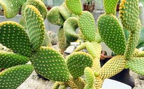 �茑������ӛ���ģ����x20ƪ��