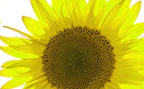 ���տ��Ŀ옷����