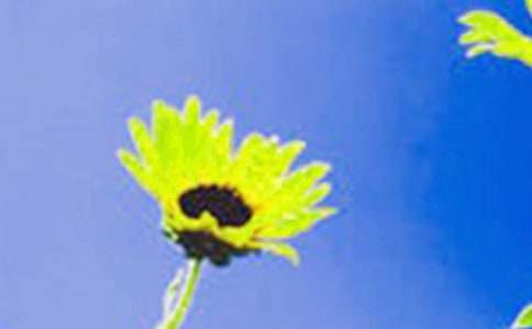 ���տ��Ć�ʾ����450��