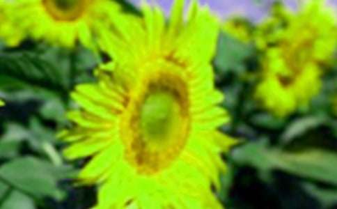 С�W���茑���տ�����600��