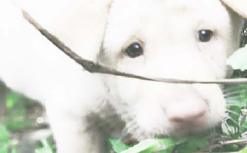 �Һ�С����Ȥ������500�֣����x14ƪ��