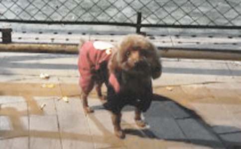 ���]���茑С��������