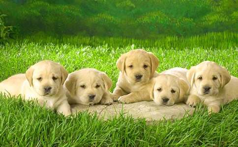 �茑С������