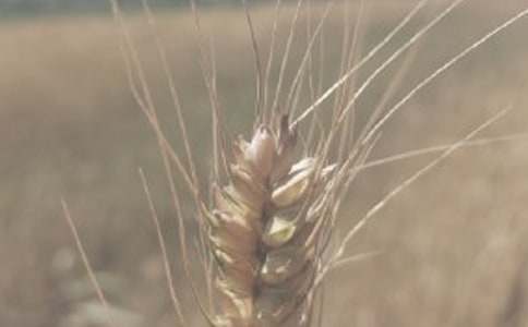 С������400��4ƪ