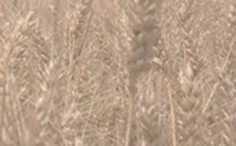 С������400����ƪ