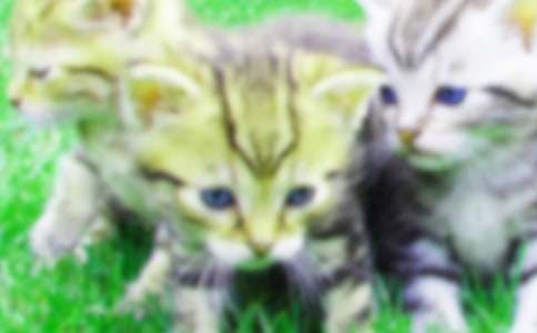 ���̼ҵ�С؈_С�W(xu��)����ӛ300��