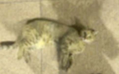 �茑(xi��)С؈�ĳ�������