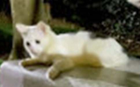 С؈ˢ��-���꼉(j��)-ӛ����