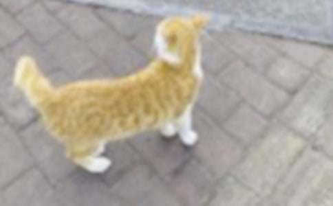 ���z����С؈���ģ����x40ƪ��