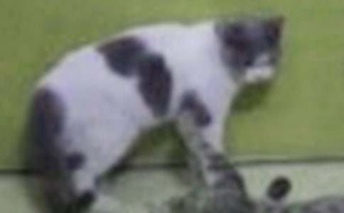 ��ȺС؈�Č�������