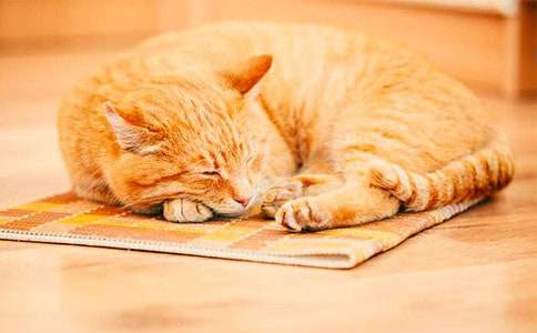 ��ϲ�gС؈���ġ��᡿