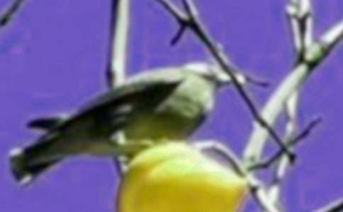 ��������һֻС�B����