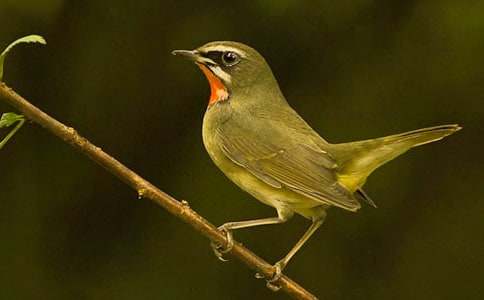 С�W(xu��)�����D���ģ�С�B��ˮ