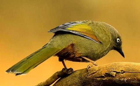 ���]���茑С�B������