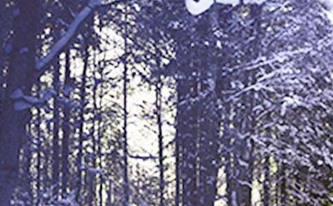 ������Сѩ������