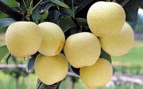 ѩ������ģ����x17ƪ��