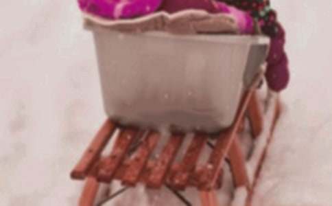 雪橇犬TK作文600字(精選10篇)