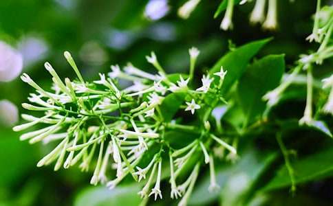 һ��ҹ����