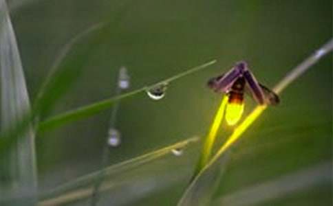 夏天的螢火蟲(chóng)作文(精選32篇)