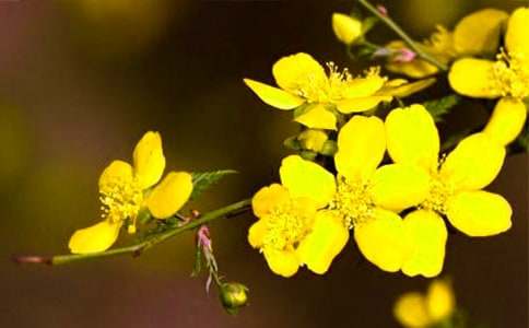 迎春花開作文(11篇)