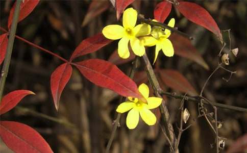 �茑������ӭ����������