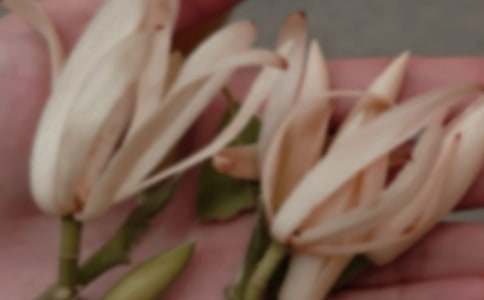 美麗的玉蘭花作文(精選15篇)