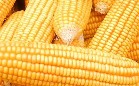 家鄉(xiāng)的玉米地作文(通用20篇)