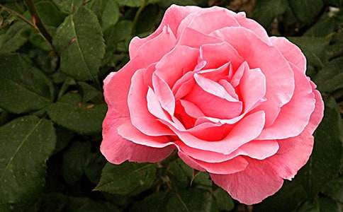 �����A���¼�����300�֣�ͨ��110ƪ��