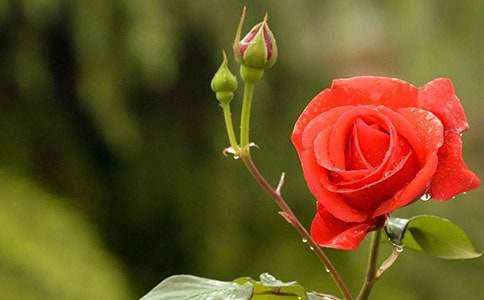 美麗的月季作文(精選25篇)