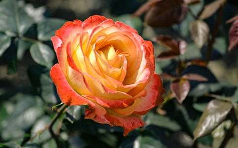 描寫月季花的作文3篇