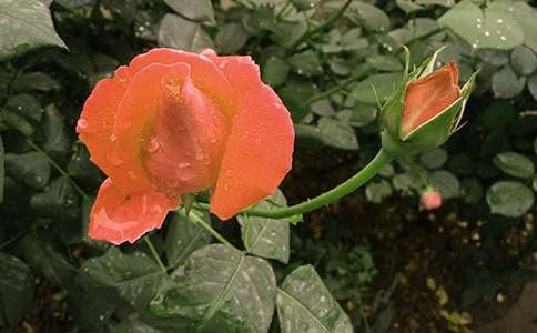 ��ϲ�g���¼�������450�֣����x21ƪ��