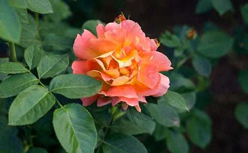 �������¼������ģ����x70ƪ��