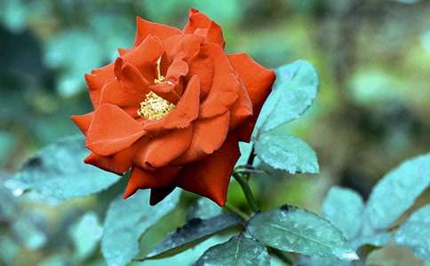 �茑�¼��������ģ����x5ƪ��